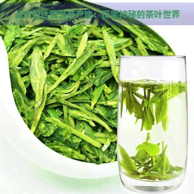 云南巴达普洱茶产地：探索神秘的茶叶世界