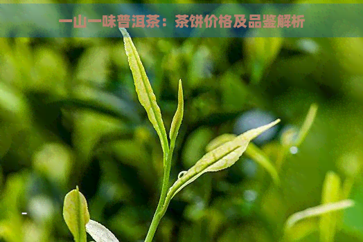 一山一味普洱茶：茶饼价格及品鉴解析