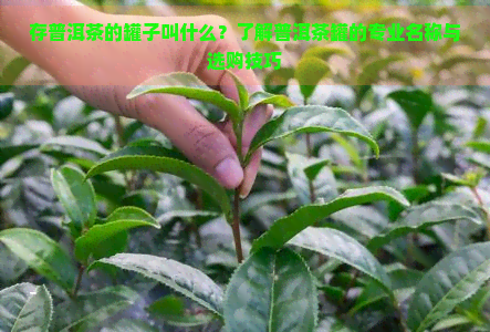 存普洱茶的罐子叫什么？了解普洱茶罐的专业名称与选购技巧