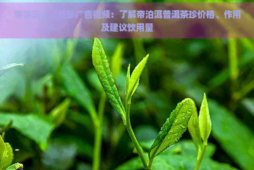 帝泊洱普洱茶珍广告视频：了解帝泊洱普洱茶珍价格、作用及建议饮用量