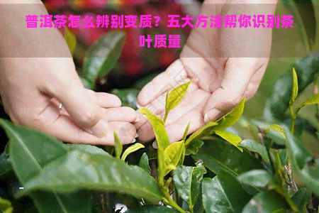 普洱茶怎么辨别变质？五大方法帮你识别茶叶质量