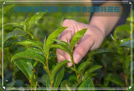 杭州有普洱茶吗-杭州有普洱茶吗现在