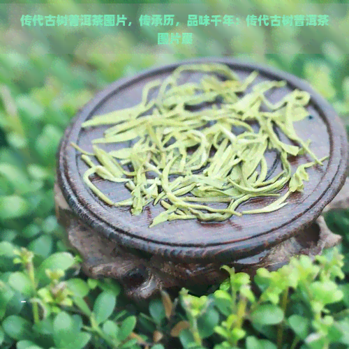 传代古树普洱茶图片，传承历，品味千年：传代古树普洱茶图片展