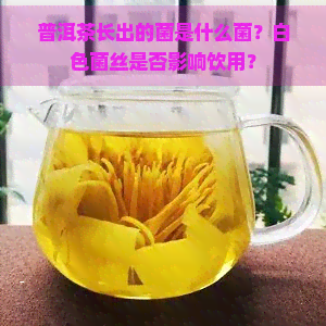 普洱茶长出的菌是什么菌？白色菌丝是否影响饮用？