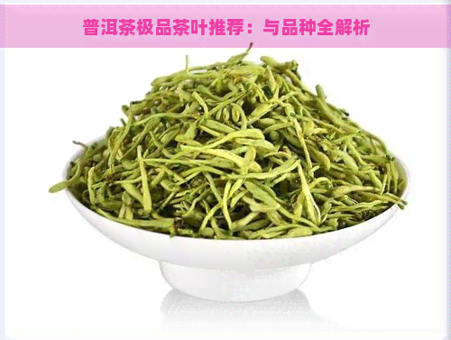 普洱茶极品茶叶推荐：与品种全解析