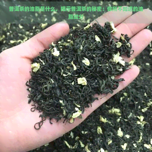 普洱茶的油脂是什么，揭示普洱茶的秘密：你所不知道的油脂成分