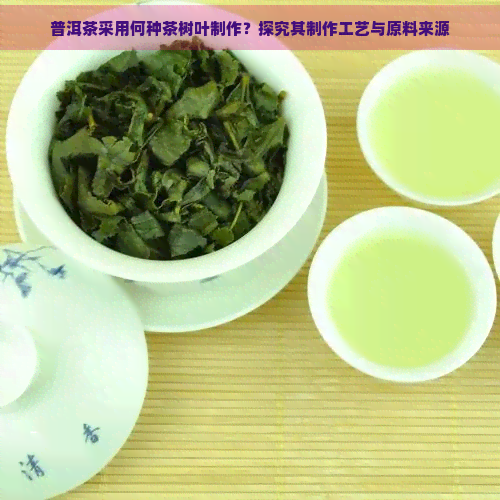 普洱茶采用何种茶树叶制作？探究其制作工艺与原料来源