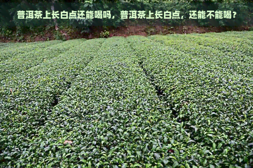 普洱茶上长白点还能喝吗，普洱茶上长白点，还能不能喝？