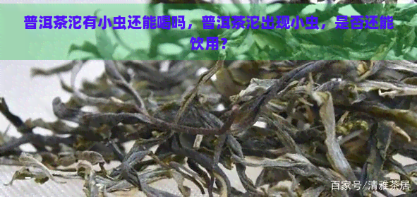 普洱茶沱有小虫还能喝吗，普洱茶沱出现小虫，是否还能饮用？