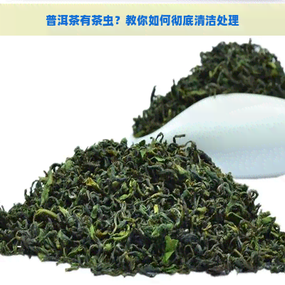 普洱茶有茶虫？教你如何彻底清洁处理