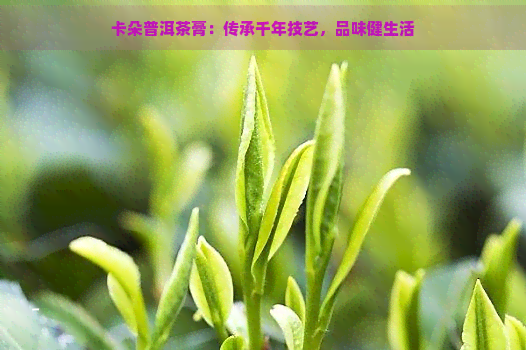 卡朵普洱茶膏：传承千年技艺，品味健生活