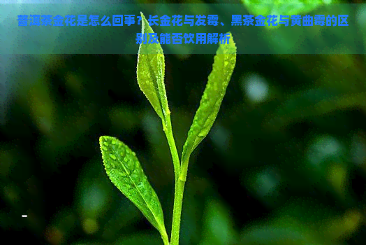 普洱茶金花是怎么回事？长金花与发霉、黑茶金花与黄曲霉的区别及能否饮用解析