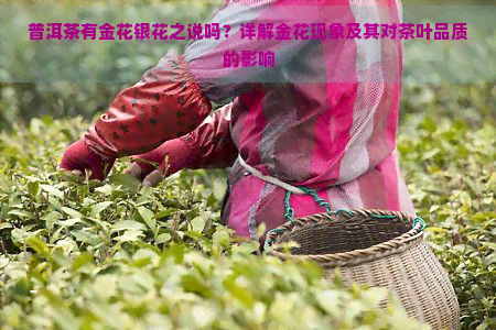 普洱茶有金花银花之说吗？详解金花现象及其对茶叶品质的影响