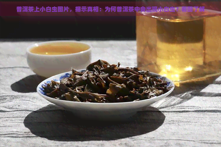 普洱茶上小白虫图片，揭示真相：为何普洱茶中会出现小白虫？看图了解