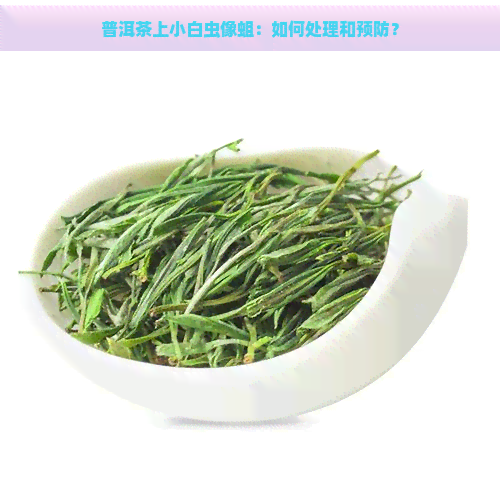 普洱茶上小白虫像蛆：如何处理和预防？