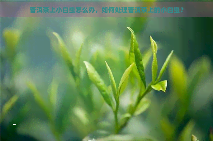 普洱茶上小白虫怎么办，如何处理普洱茶上的小白虫？