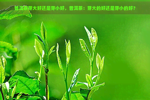 普洱茶芽大好还是芽小好，普洱茶：芽大的好还是芽小的好？