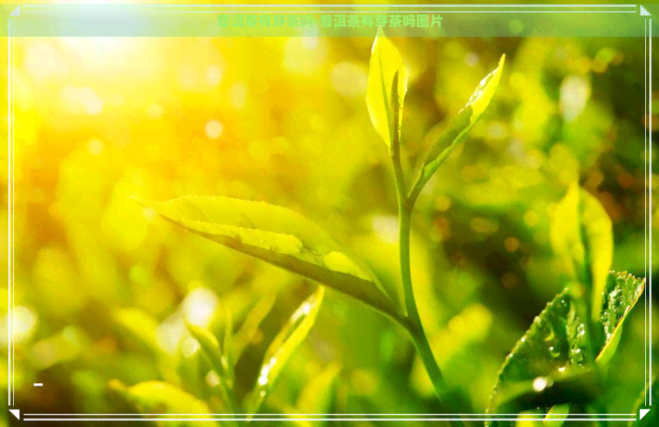 普洱茶有芽茶吗-普洱茶有芽茶吗图片