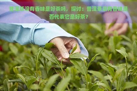 普洱茶没有香味是好茶吗，探讨：普洱茶没有香味是否代表它是好茶？