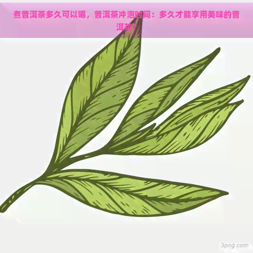 煮普洱茶多久可以喝，普洱茶冲泡时间：多久才能享用美味的普洱茶？