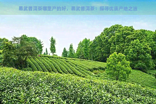 易武普洱茶哪里产的好，易武普洱茶：探寻优质产地之选