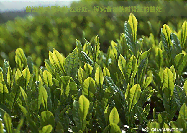 普洱茶对肾有什么好处，探究普洱茶对肾脏的益处