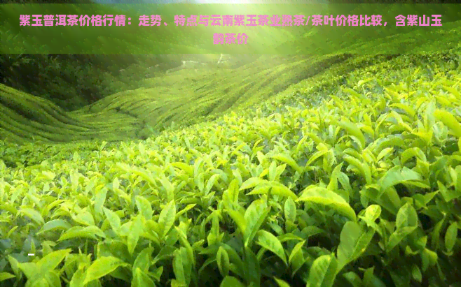 紫玉普洱茶价格行情：走势、特点与云南紫玉茶业熟茶/茶叶价格比较，含紫山玉韵茶价