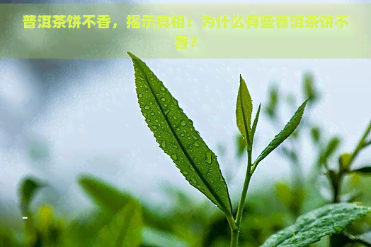 普洱茶饼不香，揭示真相：为什么有些普洱茶饼不香？