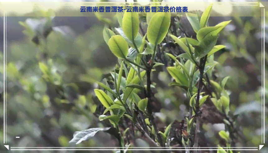 云南米香普洱茶-云南米香普洱茶价格表