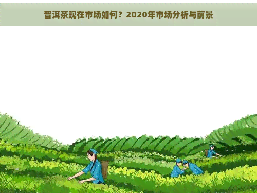 普洱茶现在市场如何？2020年市场分析与前景