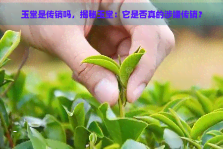 玉堂是传销吗，揭秘玉堂：它是否真的涉嫌传销？