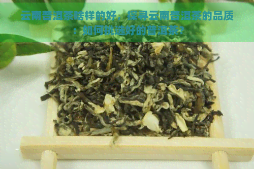 云南普洱茶啥样的好，探寻云南普洱茶的品质：如何挑选好的普洱茶？