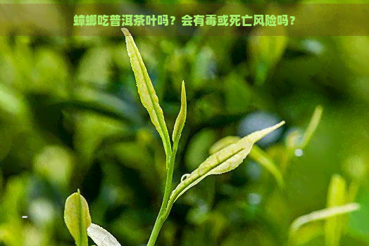 蟑螂吃普洱茶叶吗？会有或死亡风险吗？