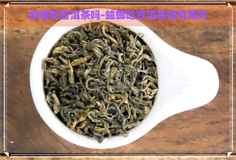 蟑螂吃普洱茶吗-蟑螂吃普洱茶吗有吗