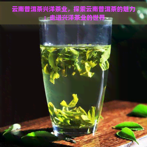 云南普洱茶兴洋茶业，探索云南普洱茶的魅力：走进兴洋茶业的世界