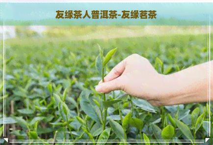 友缘茶人普洱茶-友缘茗茶