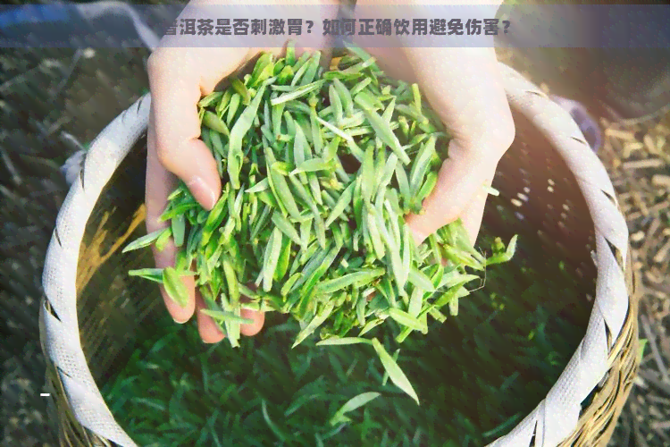 普洱茶是否刺激胃？如何正确饮用避免伤害？