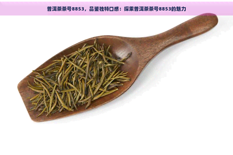 普洱茶茶号8853，品鉴独特口感：探索普洱茶茶号8853的魅力