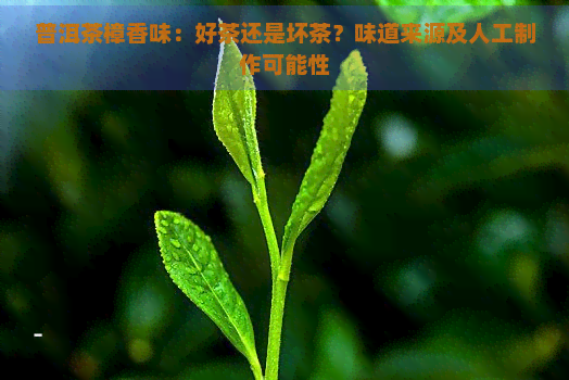 普洱茶樟香味：好茶还是坏茶？味道来源及人工制作可能性