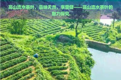 高山流水茶叶，品味天然，享受健——高山流水茶叶的魅力探究