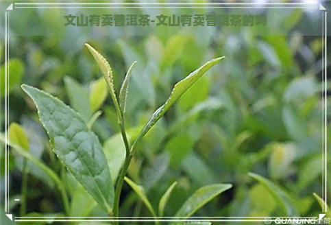 文山有卖普洱茶-文山有卖普洱茶的吗