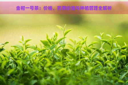 金柑一号茶：价格、药用价值与种植管理全解析