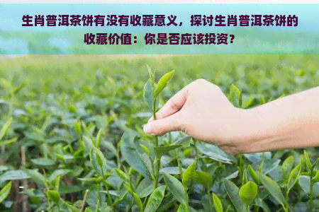 生肖普洱茶饼有没有收藏意义，探讨生肖普洱茶饼的收藏价值：你是否应该投资？