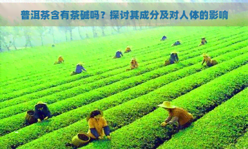 普洱茶含有茶碱吗？探讨其成分及对人体的影响