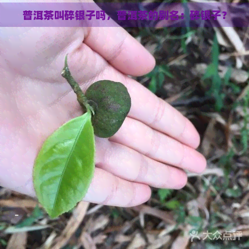 普洱茶叫碎银子吗，普洱茶的别名：碎银子？