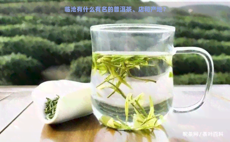 临沧有什么有名的普洱茶、店和产地？