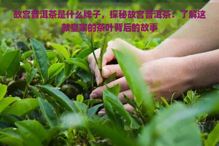 故宫普洱茶是什么牌子，探秘故宫普洱茶：了解这款皇家的茶叶背后的故事