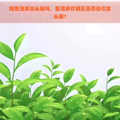 喝普洱茶会头疼吗，普洱茶饮用后是否会引发头痛？