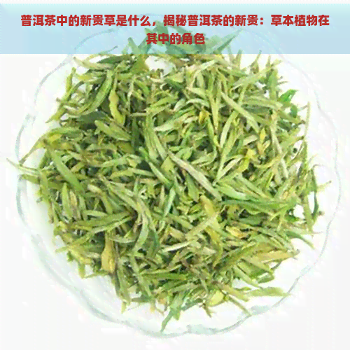 普洱茶中的新贵草是什么，揭秘普洱茶的新贵：草本植物在其中的角色