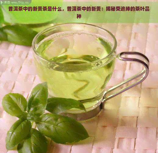 普洱茶中的新贵茶是什么，普洱茶中的新贵：揭秘受追捧的茶叶品种